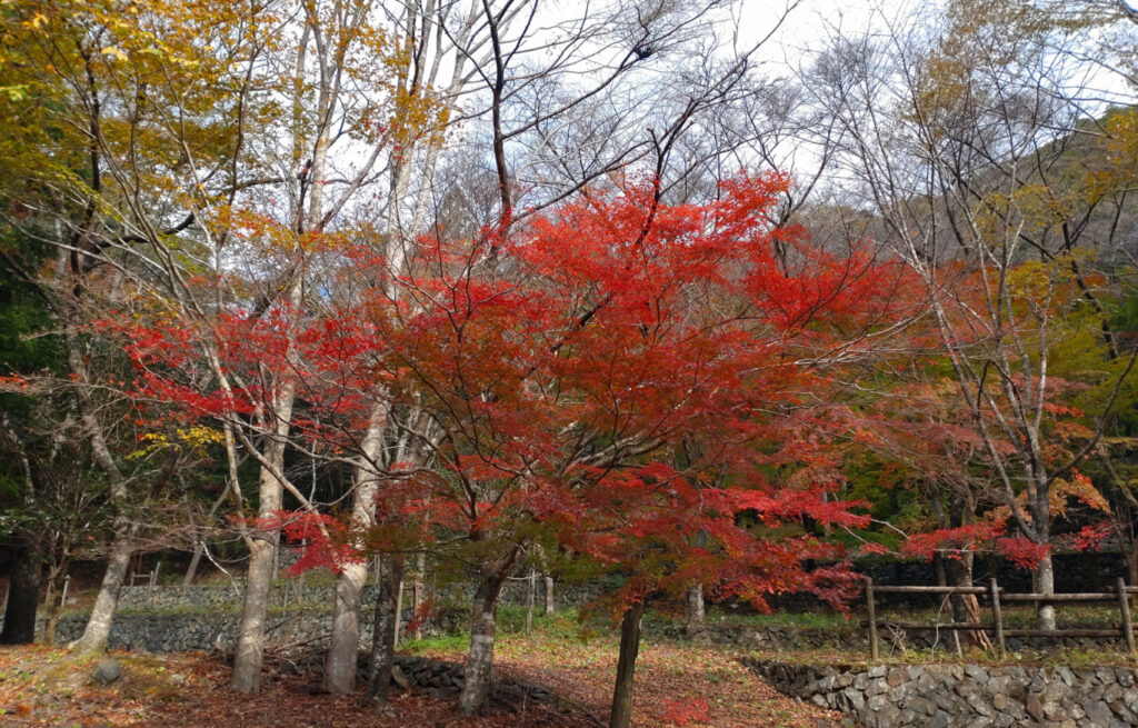 篠山紅葉